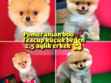 Pomeranian Boo Teacup Oyuncu Yavrumuz Panço / Yavrupatiler Den