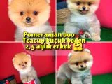 Pomeranian Boo Teacup Oyuncu Yavrumuz Panço / Yavrupatiler Den