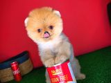 Pomeranian Boo Teacup Oyuncu Yavrumuz Panço / Yavrupatiler Den