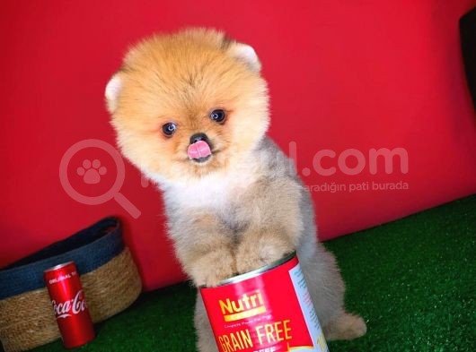 Pomeranian Boo Teacup Oyuncu Yavrumuz Panço / Yavrupatiler Den görsel