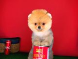 Pomeranian Boo Teacup Oyuncu Yavrumuz Panço / Yavrupatiler Den