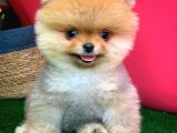 Pomeranian Boo Teacup Oyuncu Yavrumuz Panço / Yavrupatiler Den