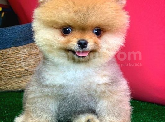 Pomeranian Boo Teacup Oyuncu Yavrumuz Panço / Yavrupatiler Den görsel