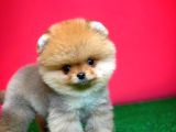Pomeranian Boo Teacup Oyuncu Yavrumuz Panço / Yavrupatiler Den