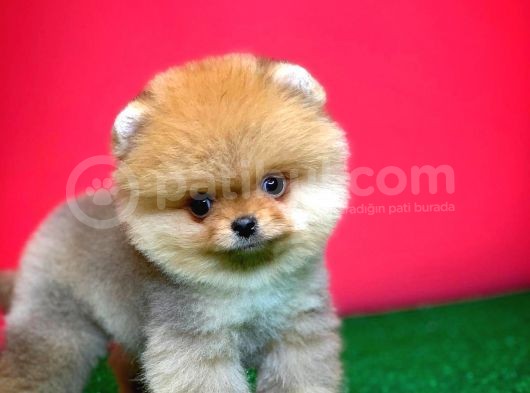 Pomeranian Boo Teacup Oyuncu Yavrumuz Panço / Yavrupatiler Den görsel