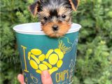 Mini Yorkshire Terrier Yavrularımız