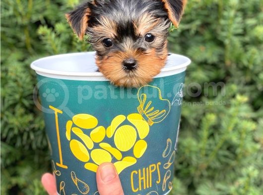 Mini Yorkshire Terrier Yavrularımız görsel