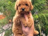 Red Brown Dişi Toy Poodle Yavrular