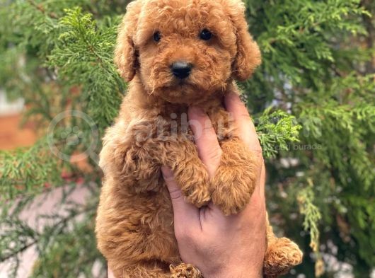 Red Brown Dişi Toy Poodle Yavrular görsel