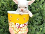 Elma Kafa Mini Chihuahua Erkek Yavrumuz
