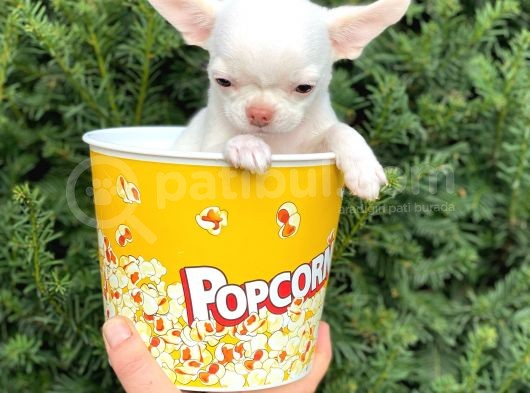 Elma Kafa Mini Chihuahua Erkek Yavrumuz görsel