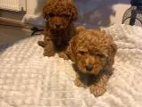 Red Brown Di̇şi̇ Ve Erkek Toy Poodle Yavrulari