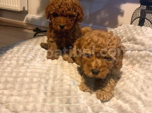 Red Brown Di̇şi̇ Ve Erkek Toy Poodle Yavrulari görsel