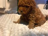 Red Brown Di̇şi̇ Ve Erkek Toy Poodle Yavrulari