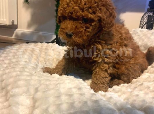 Red Brown Di̇şi̇ Ve Erkek Toy Poodle Yavrulari görsel