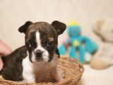 65 Günlük Orjinal Dışı French Buldog