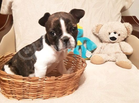 65 Günlük Orjinal Dışı French Buldog görsel