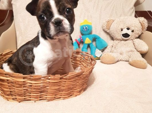 65 Günlük Orjinal Dışı French Buldog görsel