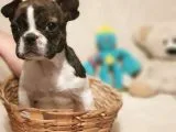65 Günlük Orjinal Dışı French Buldog