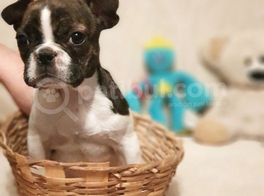 65 Günlük Orjinal Dışı French Buldog görsel