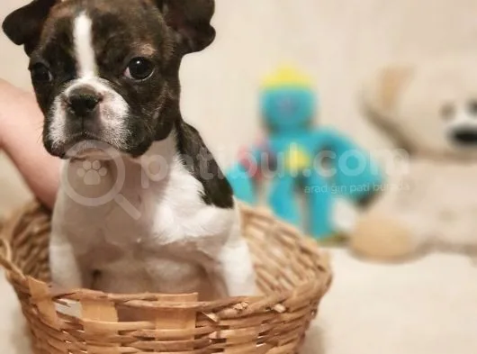65 Günlük Orjinal Dışı French Buldog