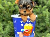Safkan Yorkshire Terrier Yavrularımız