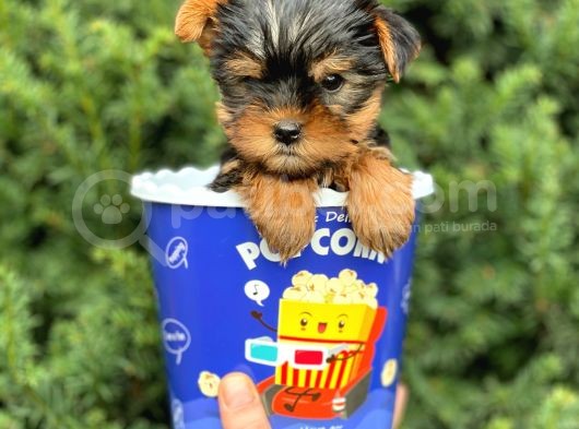 Safkan Yorkshire Terrier Yavrularımız görsel