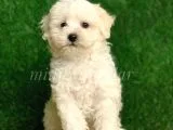 Safkan F1 Disi Maltipoo Yavrumuz Ureticiden