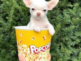 Elma Kafa Mini Chihuahua Erkek Yavrumuz