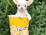 Elma Kafa Mini Chihuahua Erkek Yavrumuz