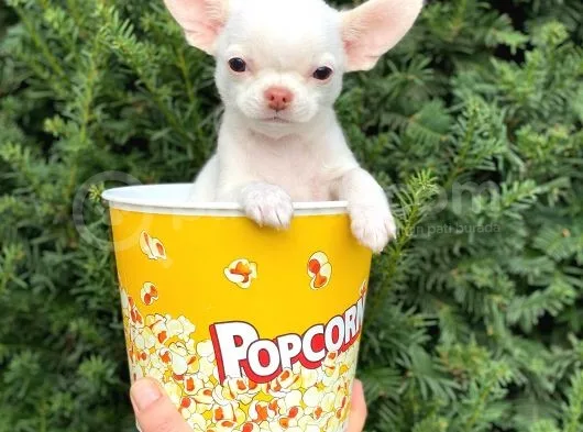 Elma Kafa Mini Chihuahua Erkek Yavrumuz