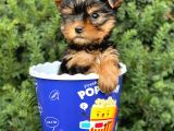 Safkan Yorkshire Terrier Yavrularımız