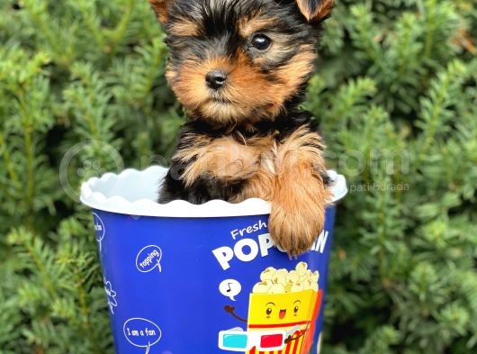 Safkan Yorkshire Terrier Yavrularımız görsel
