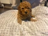 Red Brown Di̇şi̇ Ve Erkek Toy Poodle Yavrulari