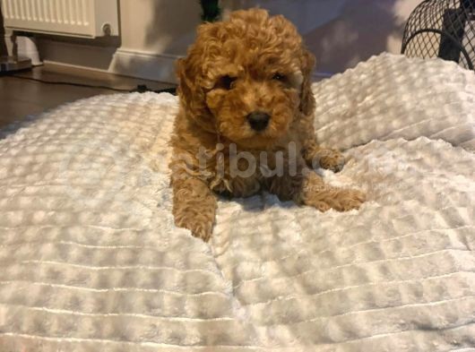 Red Brown Di̇şi̇ Ve Erkek Toy Poodle Yavrulari görsel