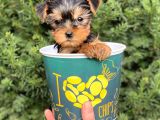 Mini Yorkshire Terrier Yavrularımız