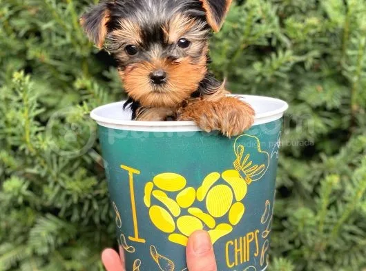 Mini Yorkshire Terrier Yavrularımız