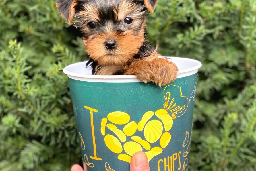 Mini Yorkshire Terrier Yavrularımız