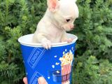 Mini Chihuahua Dişi Yavrumuz