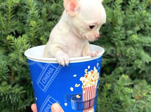 Mini Chihuahua Dişi Yavrumuz görsel