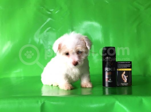 ✅Tr De Tek Aşili Hari̇ka Mi̇nyatür Malti̇poo✅ görsel