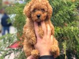 Red Toy Poodle Di̇şi̇ Yavrularimiz