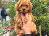 Red Toy Poodle Di̇şi̇ Yavrularimiz