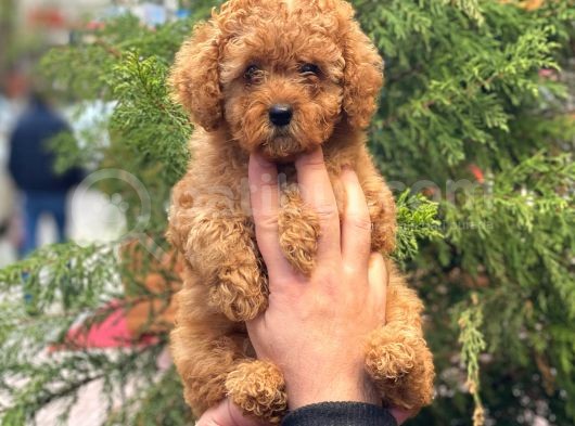 Red Toy Poodle Di̇şi̇ Yavrularimiz görsel