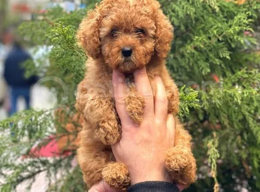 Red Toy Poodle Di̇şi̇ Yavrularimiz