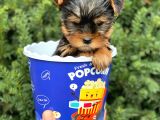 Safkan Yorkshire Terrier Yavrularımız