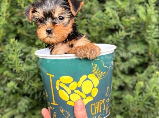 Mini Yorkshire Terrier Yavrularımız görsel