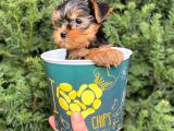 Mini Yorkshire Terrier Yavrularımız
