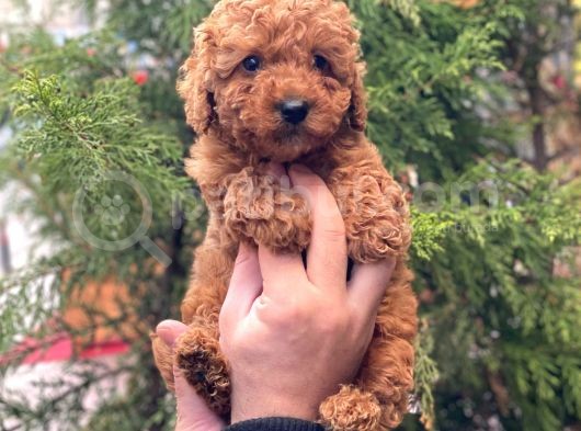 Sevi̇mli̇ Red Brown Toy Poodle Erkek Bebekler görsel