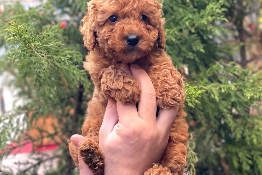 Sevi̇mli̇ Red Brown Toy Poodle Erkek Bebekler